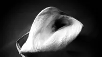 The Art of Photography artwork