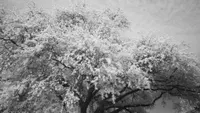 The Art of Photography artwork