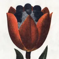 Emergence Magazine Podcast artwork