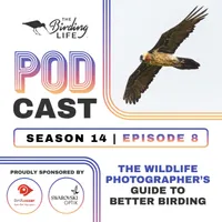 The Birding Life Podcast Network artwork