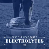 Horse Radio Network All Shows Feed artwork