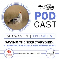 The Birding Life Podcast Network artwork