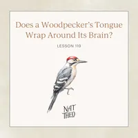 Nat Theo Nature Lessons Rooted in the Bible artwork
