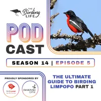 The Birding Life Podcast Network artwork