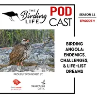 The Birding Life Podcast Network artwork