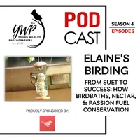 The Birding Life Podcast Network artwork