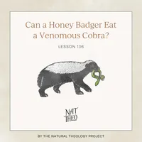Nat Theo Nature Lessons Rooted in the Bible artwork