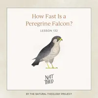 Nat Theo Nature Lessons Rooted in the Bible artwork