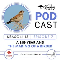 The Birding Life Podcast Network artwork