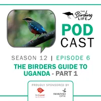 The Birding Life Podcast Network artwork