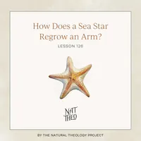 Nat Theo Nature Lessons Rooted in the Bible artwork