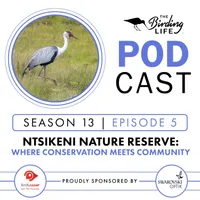 The Birding Life Podcast Network artwork