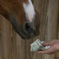 Horse Radio Network All Shows Feed artwork