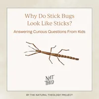 Nat Theo Nature Lessons Rooted in the Bible artwork