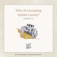 Nat Theo Nature Lessons Rooted in the Bible artwork