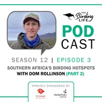 The Birding Life Podcast Network artwork