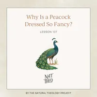 Nat Theo Nature Lessons Rooted in the Bible artwork