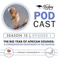 The Birding Life Podcast Network artwork