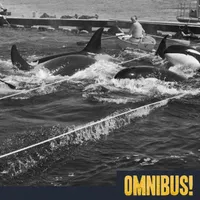 Omnibus artwork