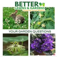 Better Lawns and Gardens artwork