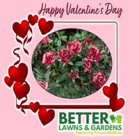 Better Lawns and Gardens artwork