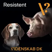 Videnskab.dk Podcast artwork