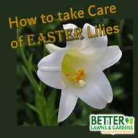 Better Lawns and Gardens artwork