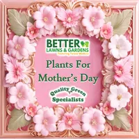 Better Lawns and Gardens artwork
