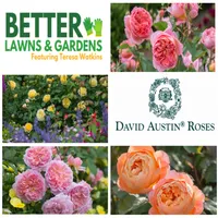 Better Lawns and Gardens artwork