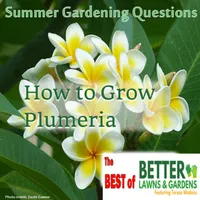 Better Lawns and Gardens artwork