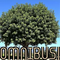 Omnibus artwork