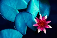 Bob Thurman Podcast: artwork