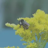 In Defense of Plants Podcast artwork