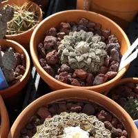 In Defense of Plants Podcast artwork