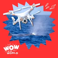 Wow in the World artwork