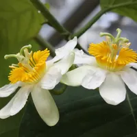 In Defense of Plants Podcast artwork