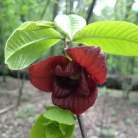 In Defense of Plants Podcast artwork
