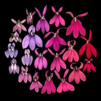 In Defense of Plants Podcast artwork