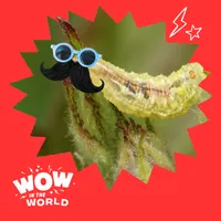 Wow in the World artwork