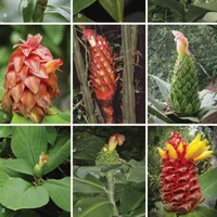 In Defense of Plants Podcast artwork