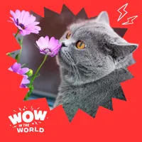 Wow in the World artwork