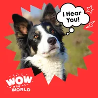 Wow in the World artwork