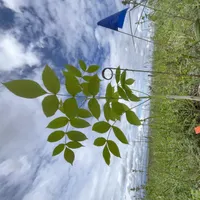 In Defense of Plants Podcast artwork