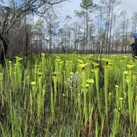 In Defense of Plants Podcast artwork
