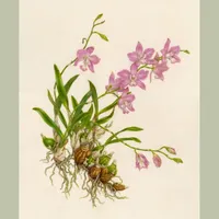 In Defense of Plants Podcast artwork