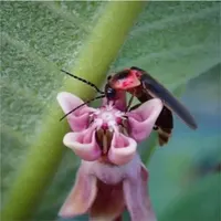 In Defense of Plants Podcast artwork