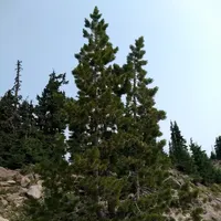 In Defense of Plants Podcast artwork