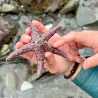 Golden State Naturalist artwork