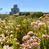 Golden State Naturalist artwork
