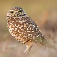 Golden State Naturalist artwork